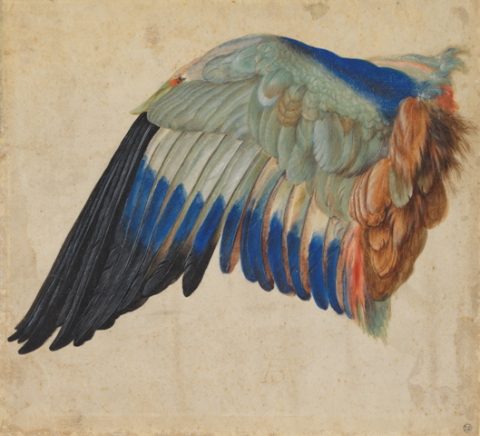 Aile de rollier - Hans HOFFMANN