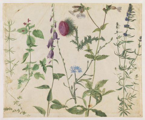 Huit études de plantes - Auteur(e) non identifié(e) ; suiveur d'Albrecht DÜRER