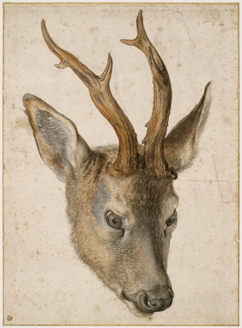 Tête de chevreuil - Albrecht DÜRER