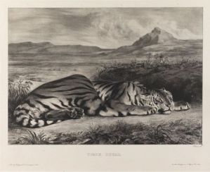 Tigre royal ; © Bayonne, musée Bonnat-Helleu / cliché A. Vaquero