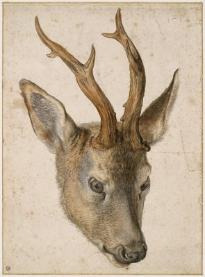 Tête de chevreuil ; Tête de cerf (titre ancien) ; © Bayonne, musée Bonnat-Helleu / cliché A. Vaquero